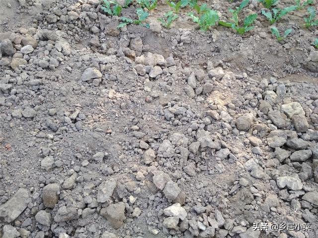 蜗牛吃什么食物，蜗牛吃什么（几个“坚持”后）