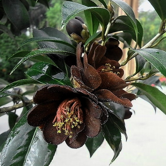 酱紫色是什么颜色，紫酱红是什么颜色（10种罕见的黑色花）