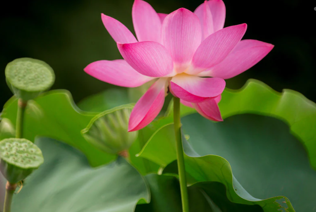 澳门的市花是什么，澳门的市花是什么名字（二十一届澳门荷花节体验这个莲花宝地）