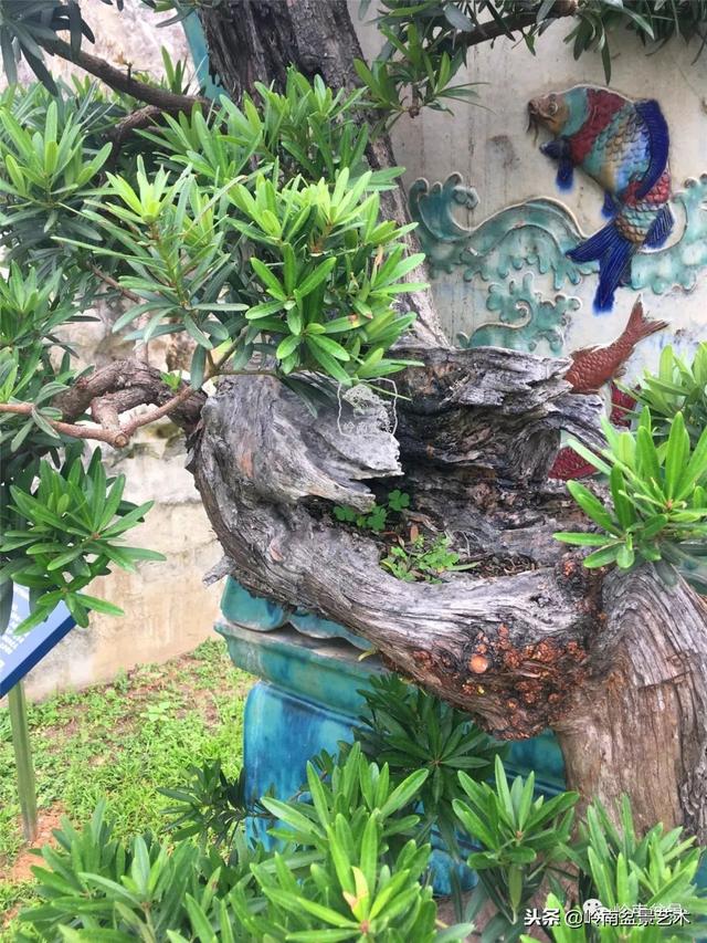 罗汉松盆景欣赏精品，海岛罗汉松——我的红颜知己