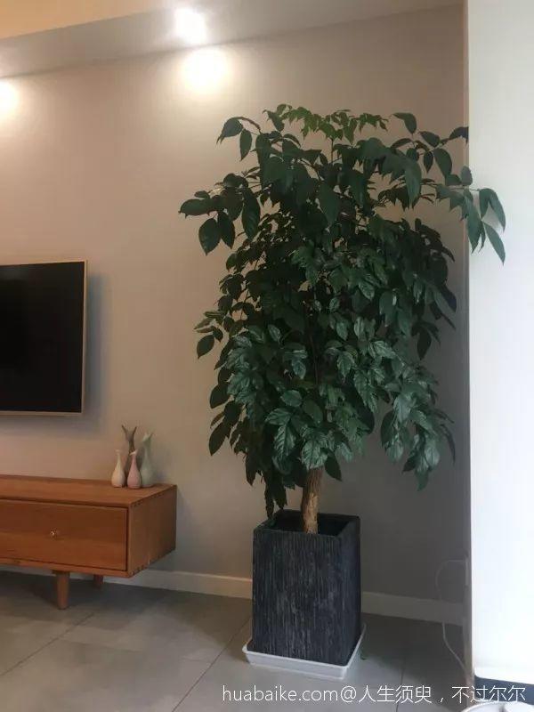 鹅掌柴的作用与功效，鹅掌柴的功效与作用（一养就能养20年）