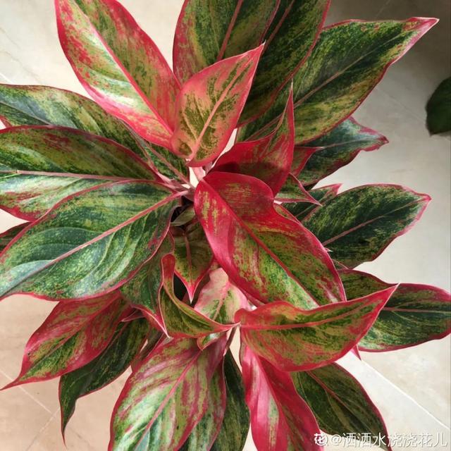 吸收甲醛的植物，哪种植物具有吸收甲醛的功能（净化空气最厉害）