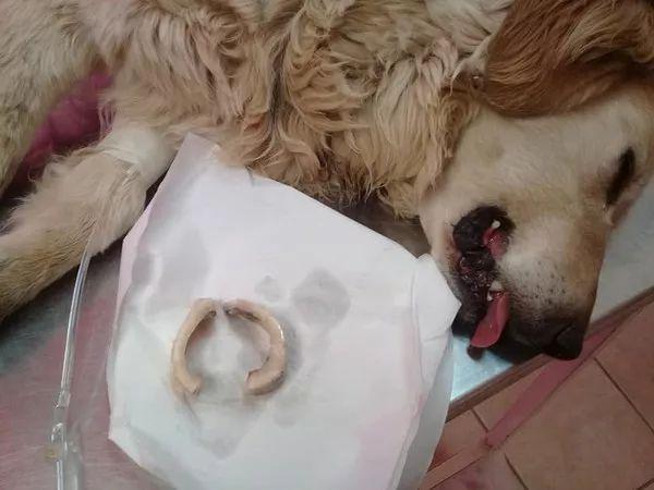 狗能吃鸭脖吗，狗狗可以吃鸭脖吗（给狗狗喂食这种东西时）