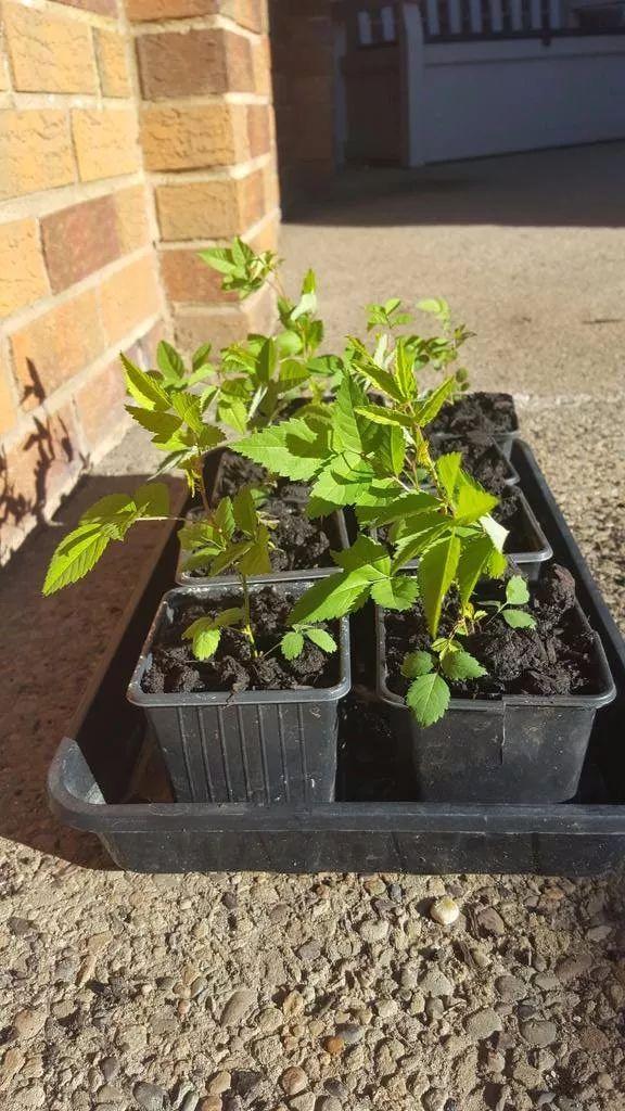 玫瑰花多久开花，玫瑰花多久开花结果（用玫瑰的种子进行繁殖）