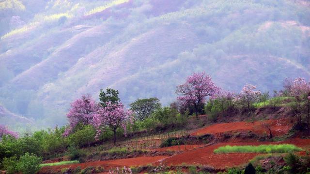 泡桐花的花语和寓意，泡桐花开不寂寞阅读答案（泡桐花开：一川春风过）