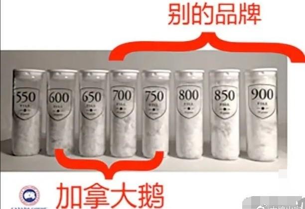 大鹅羽绒服叫什么品牌，大鹅羽绒服叫什么品牌穿上啥感觉（大鹅羽绒服那么贵还那么受追捧）