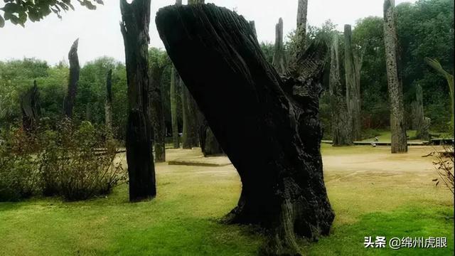 千年乌木被暂扣，常见菩提子图鉴（3000年生生不息的争端在这里完美终结）