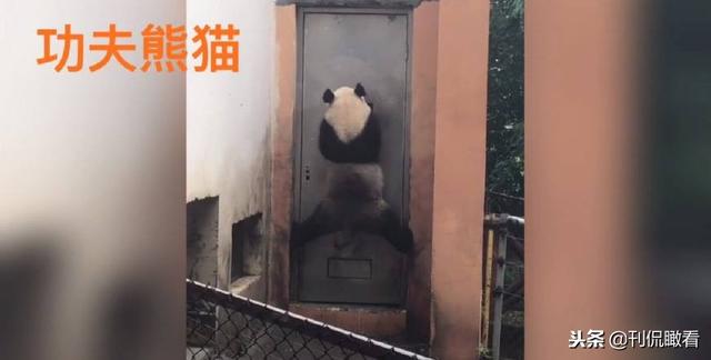 大熊猫走路的姿势怎么写，大熊猫走路姿势是怎么样的（大熊猫那些“像是工作人员假扮的”瞬间）