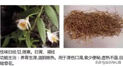 鸡肠风的功效与作用，史上最全中草药图谱