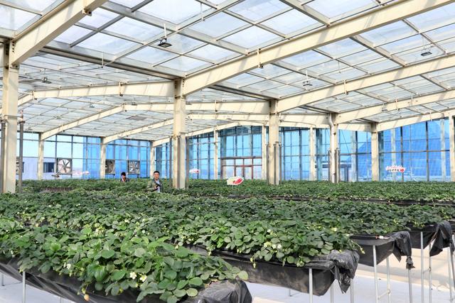 新手吸草莓的正确方法，新手吸烟的正确方法是什么（第一次去无土栽培的草莓园）