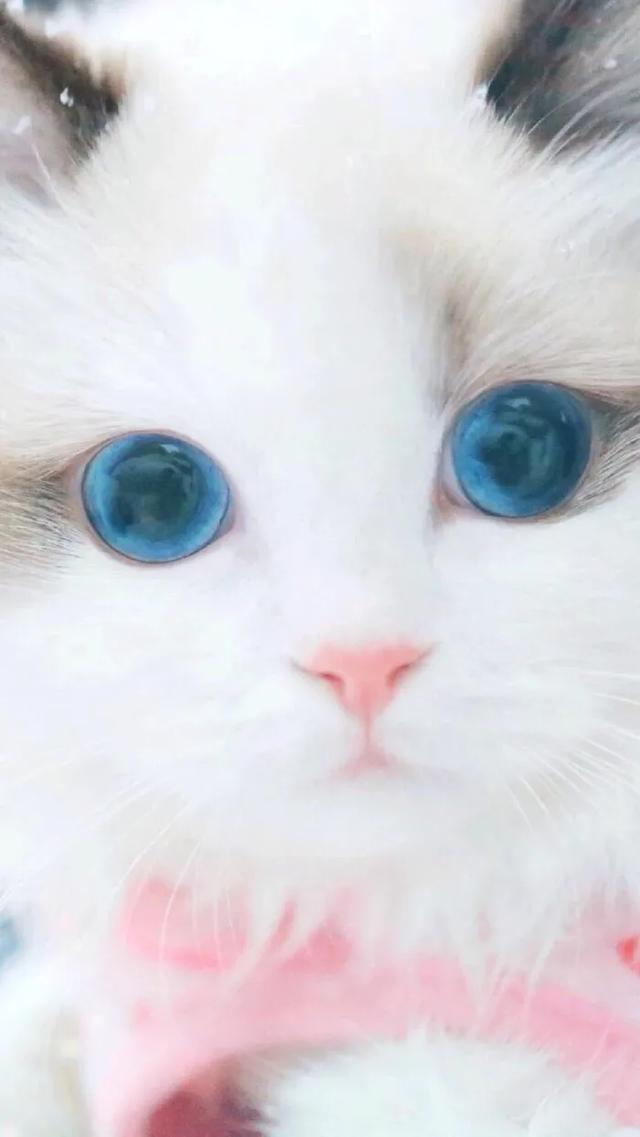 猫猫图片，我喜欢的样子你都有（宠物猫品种大全及图片）