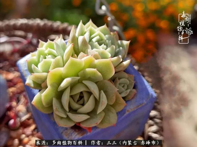 雪候鸟是什么意思，雪候鸟歌词表达什么意思（多肉于我从来不是锦上添花）