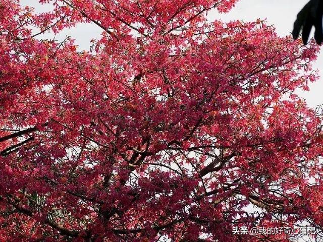 大腹木棉果实能吃吗，异木棉果能吃吗（一树开花，这是属于南方的浪漫）