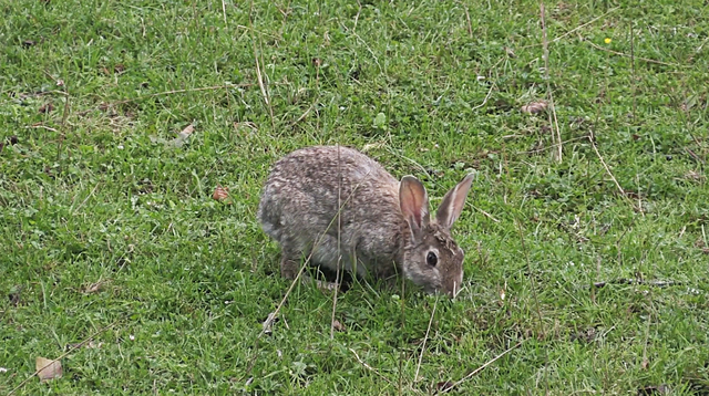 家兔要如何才能变成野兔，野兔子肉有什么好处