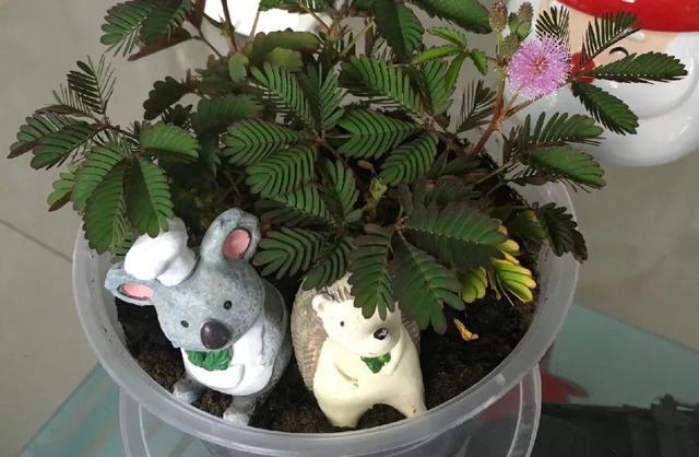 虎刺梅生虫怎么解决，虎刺梅长虫子怎么办（离太近都不好）