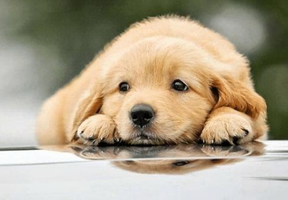 狗狗能喝纯牛奶吗，金毛可以喝纯牛奶吗（养狗一定要牢记“七不要”）