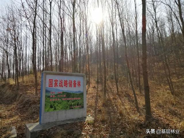 山上最硬小杂木，经济效益可与杉木媲美的硬杂木——麻栎