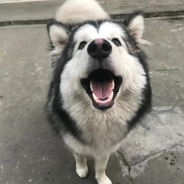 金毛犬，6种狗狗小时候和长大的对比（金毛犬的优缺点及性格）