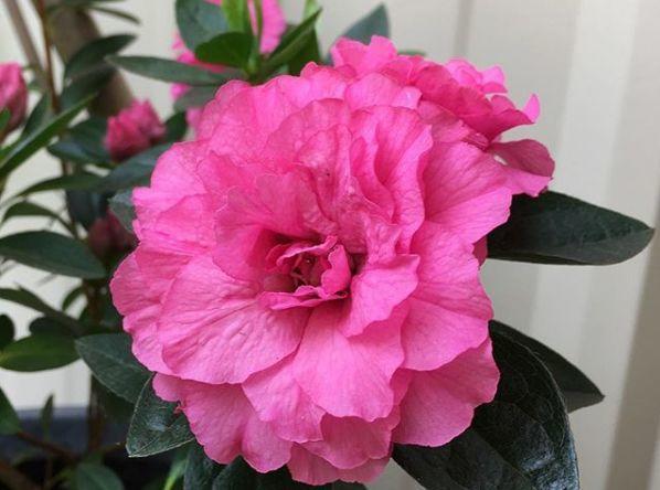 观音莲的花语，观音菩萨与莲花的寓意（守护你的小幸福）