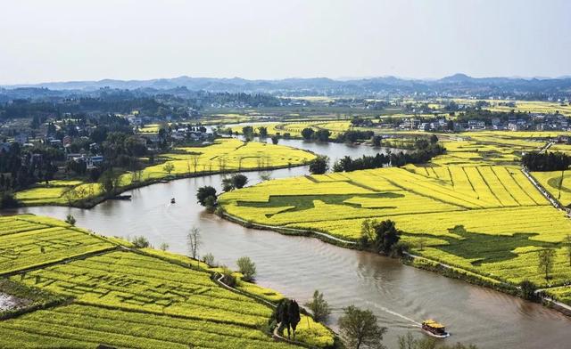 油菜花开的季节，适合家庭室内养的花与绿植（2019年全国油菜花开放时间表）