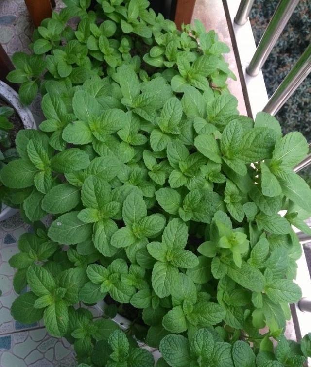 薄荷苗怎么移植，薄荷苗怎么移栽（春秋撒下种子）