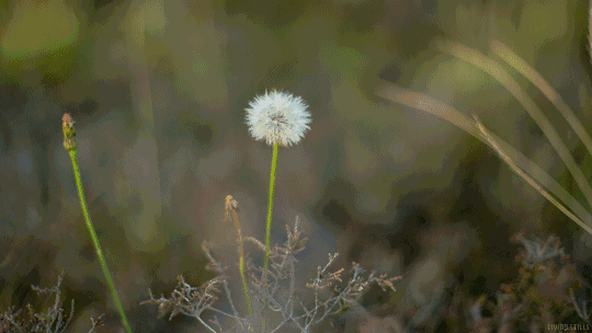 爱莫能助的莫是什么意思，爱莫能助是什么意思（带我们走进千年之美的《诗经》）