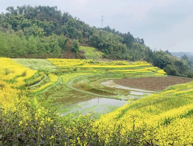 油菜花开的季节，适合家庭室内养的花与绿植（2019年全国油菜花开放时间表）