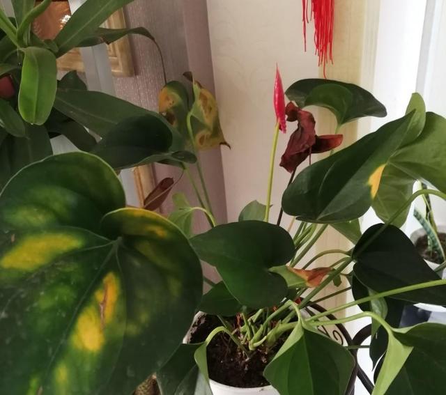 红掌叶子发黄怎么补救，红掌叶子发黄焦边干枯是怎么回事（修剪加点它，半月就恢复）