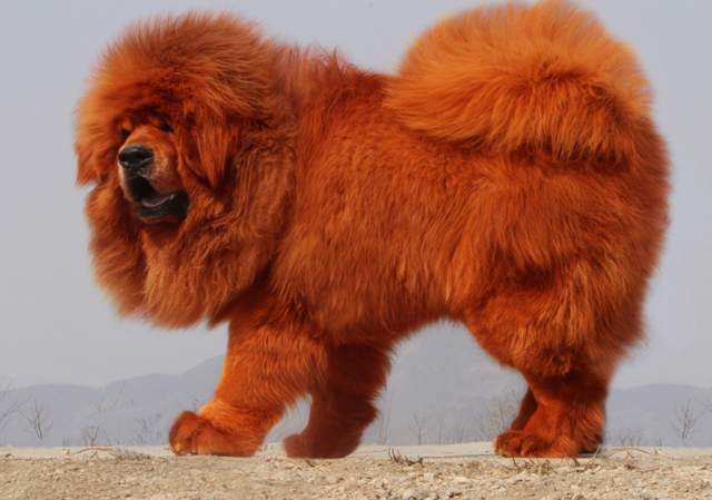 什么是纯种藏獒，原生藏獒vs纯种藏獒（现役军犬能打得过纯种藏獒吗）