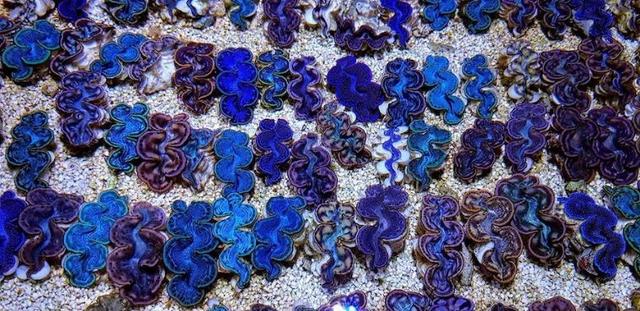 五爪贝饲养最全攻略，五爪贝终于实现人工繁殖啦