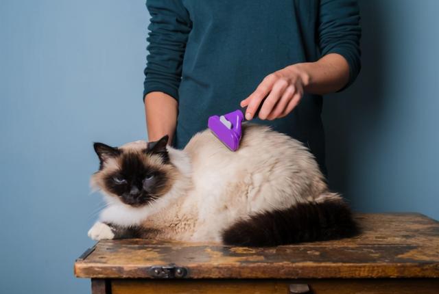 小猫多大可以洗澡，多大的猫咪可以洗澡（原来这么多年，铲屎官都错了）