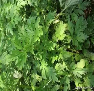 碱蓬菜的功效与作用，碱蓬的功效与作用（山野菜大全）