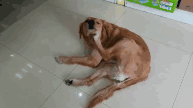 狗狗身上有跳蚤怎么办，跳蚤怎么彻底消灭（让狗狗和跳蚤说“拜拜”）