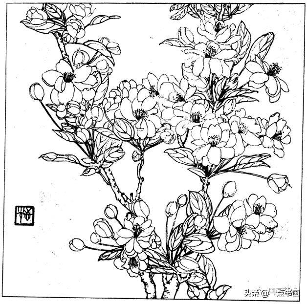 简笔画报花名：手绘铅笔画“白杜鹃花”画法，简笔画报花名（百花苑——白描百花分享<一>）