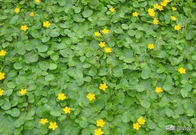 水生植物有哪些，常见的水生植物有哪些（水生植物大全）