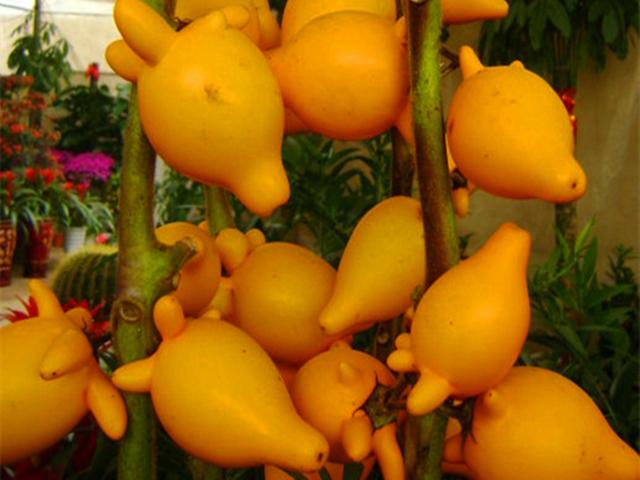 金黄葫芦树上挂是什么水果，红色葫芦水果是什么（把这种“吉祥果”种在家里）