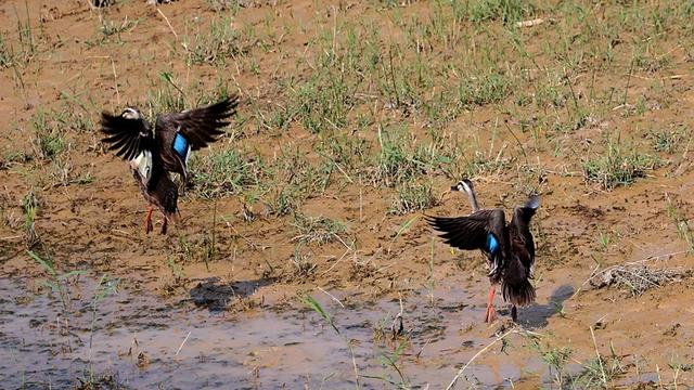 野鸭的种类有哪些，野鸭子有哪几种（TA就是野鸭中最靓的仔）