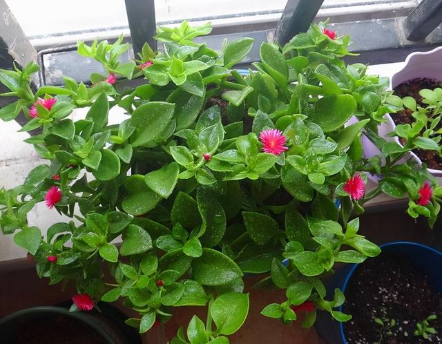 红桂花的功效与作用及食用方法，红桂花和黄桂花的区别（能吃能看还能养人）