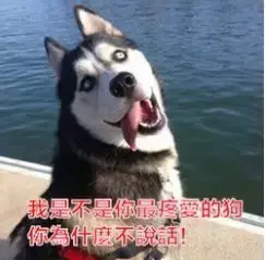 2021年办狗证要多少钱，2021年办狗证要多少钱_办了狗证邻居举报还有用吗（南京养犬登记证办理攻略来啦）