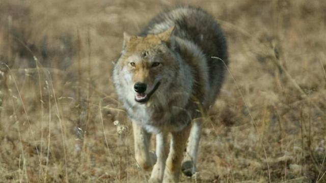 残狼灰满好词好句，残狼灰满好词好句第三课（是人类与大自然的心电感应）