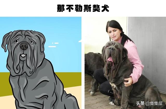 中国十个禁养狗，中国十大禁犬家养（在世界各地的城市里）