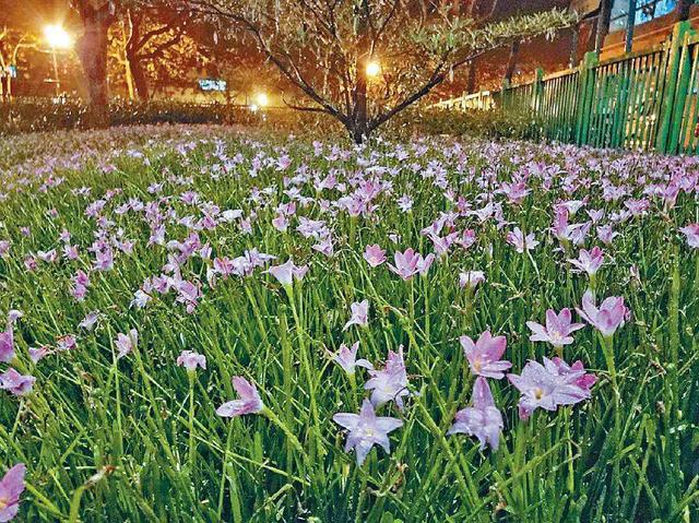 韭菜兰花的养殖方法和注意事项，韭菜兰在家如何养殖（风语兰简单好养气质不凡）