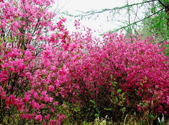 杜鹃花的花语是什么，簕杜鹃的花语（杜鹃花花语是什么）