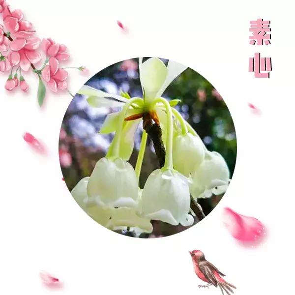 野生吊钟花什么时候开花，吊钟花结果吗（鲜艳的春节红已提早报春）