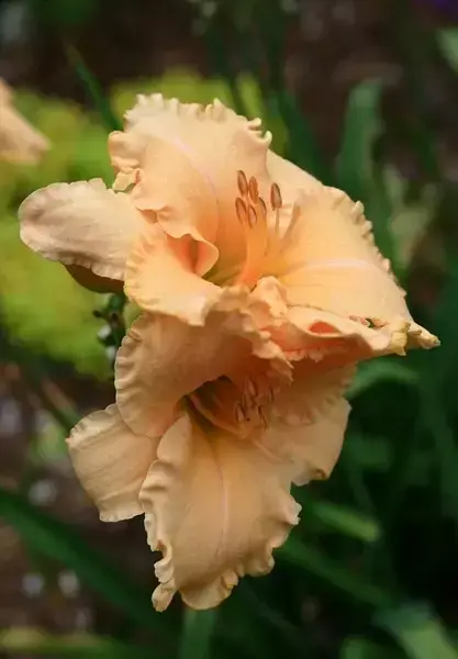 各种花开放的时间（100种常见花的花开时间附图）