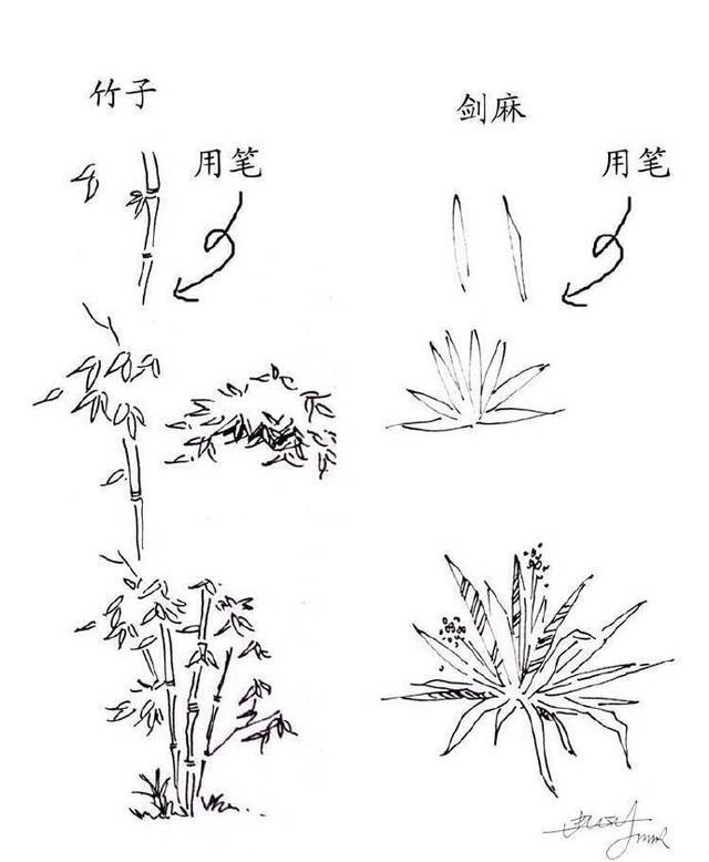 树木速写技法表现，园林树木速写（实用的植物速写技法）