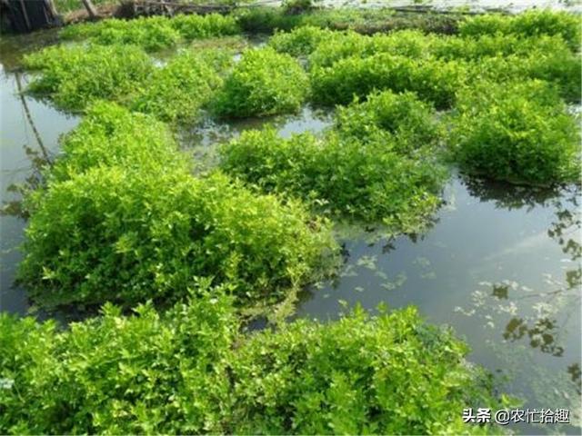 水芹菜叶子能吃吗，水芹菜的叶子能吃吗（食用期长达5个月）