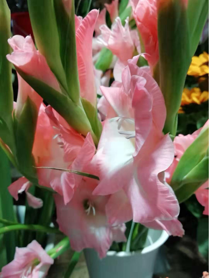 过年家里养花,就养这些"节节高"花,新的一年节节攀升