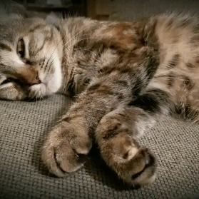 梦见杀了猫是什么意思，梦见杀了猫是什么意思啊（会梦到铲屎官吗）