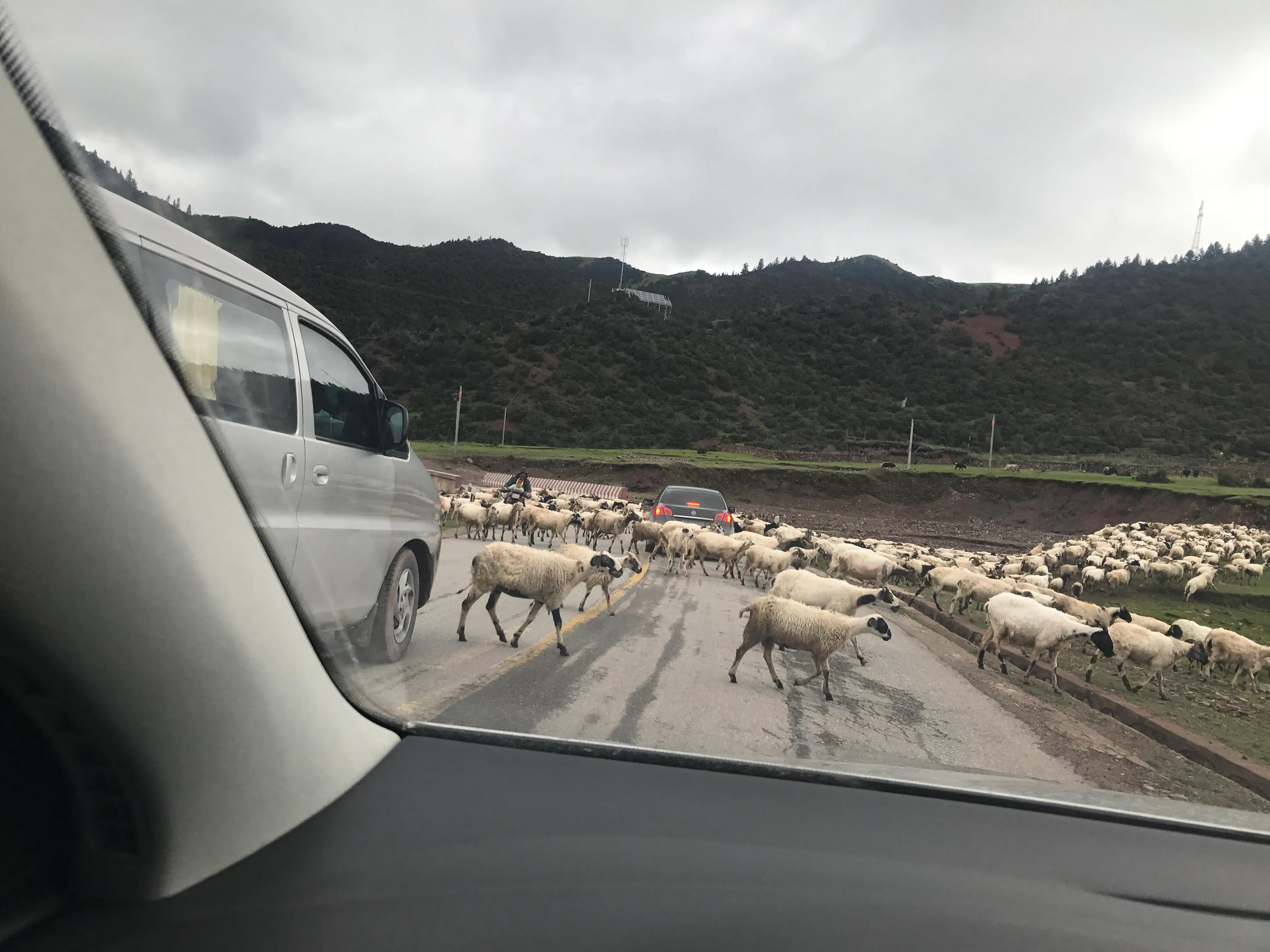 沈阳到拉萨()